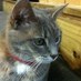 Profile Picture of Dinah Mitchell (@DinahTheCat) on Twitter