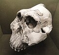 Profile Picture of Paranthropus boiseion Wikipedia