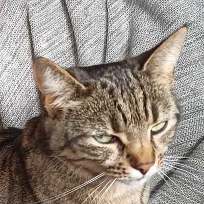 Profile Picture of Ben Raphael (@jewbitesdog) on Twitter