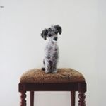 Profile Picture of Peter Sung (@peterchips123) on Instagram