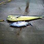 Profile Picture of Terence Boyle (@1952boyle) on Instagram