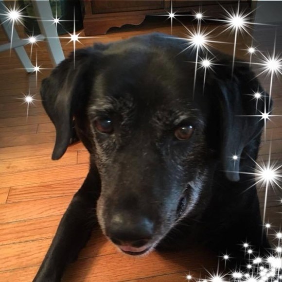 Profile Picture of Debra Piva (@pivad58) on Poshmark