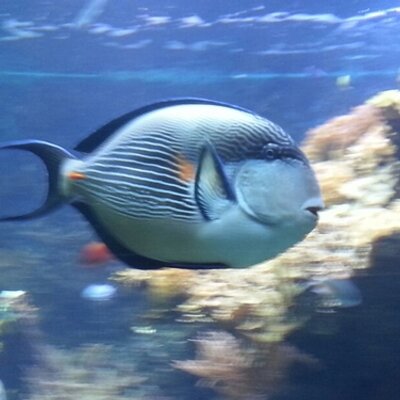 Profile Picture of Alessandro Trombetta (@trombetta77) on Twitter