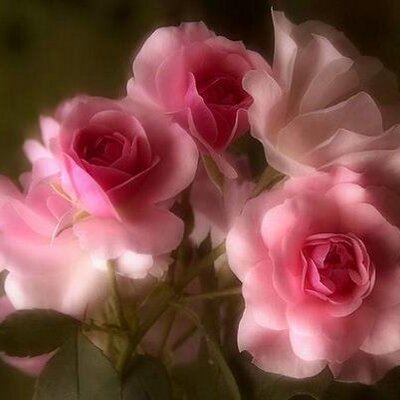 Profile Picture of Spring Bell (@SpringBell09) on Twitter