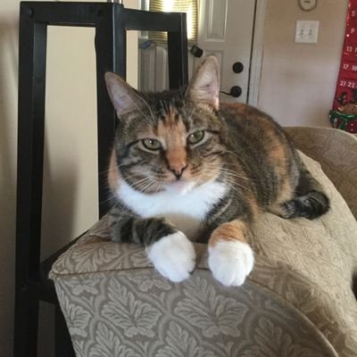 Profile Picture of Austen Smith (@AustenGeorgeS) on Twitter