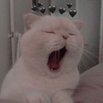 Profile Picture of ZAINAB OMAR (@zno04) on Instagram