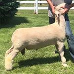 Profile Picture of Brent Titus (@titusclublambs) on Instagram