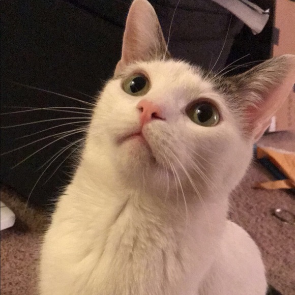 Profile Picture of Emika Otani (@eo3254) on Poshmark