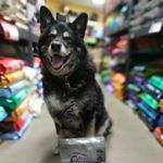 Profile Picture of May (Moo) (@therustyshepherd) on Instagram