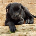 Profile Picture of Brian Obst (@obstbrian) on Instagram