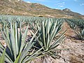 Profile Picture of Agave angustifolia - Wikipedia, the free encyclopediaon Wikipedia