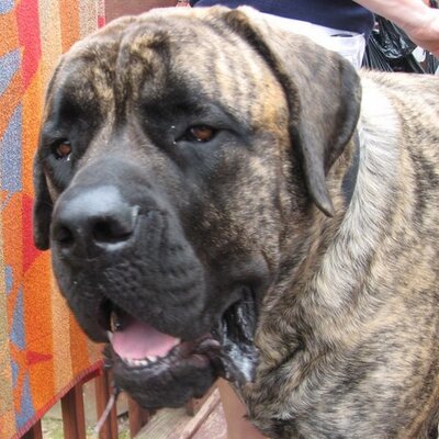 Profile Picture of Anthony Campanile (@acampa00) on Twitter