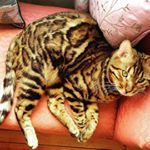 Profile Picture of John E. Tomasso Jungle Cat (@johnetomasso) on Instagram