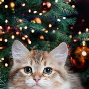 Profile Picture of Robert Noel (@robertnoel5669) on Youtube