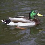 Profile Picture of Mark Allard (@mallard2671) on Instagram