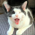 Morgan Hurd - Instagram Profile Picture of Morgan Hurd (@life_with_cats01) on Instagram