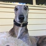 Billi Priscilla Chapman 👑 - Instagram Profile Picture of Billi Priscilla Chapman 👑 (@billigreyhound) on Instagram