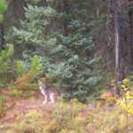 Profile Picture of Phillip Fournier-Jack (@phillip_.jack) on Instagram