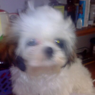 Profile Picture of Jacqueline Carlos (@Jacquel84585746) on Twitter