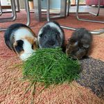 Profile Picture of Schoki, Albert, Pandi❤️ (@little_schoki_albert_pandi) on Instagram