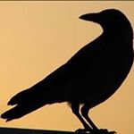 Profile Picture of Bradley James Tiedeman (@bradleytiedeman) on Instagram