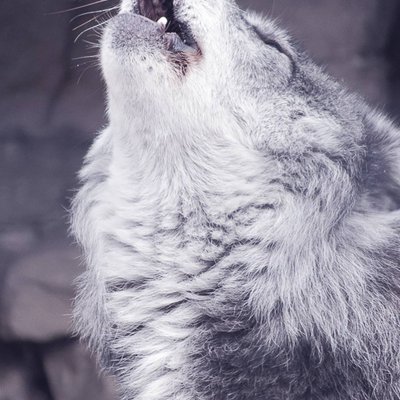 Profile Picture of Bruce Chang (@changsaintway1) on Twitter