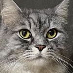 Profile Picture of 수피솔이풀이와 길냥이들🐈 (@forest._.cats) on Instagram