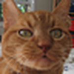 Profile Picture of meet the davids (@meet the davids) on Flickr