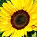 Profile Picture of Shirley Ackerman (@shirley.ackerman.50951) on Facebook