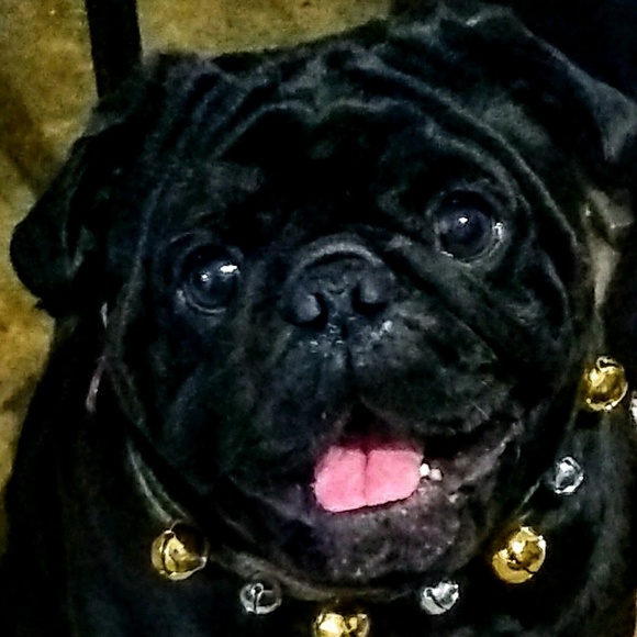 Profile Picture of Kim Judd (@puglife672) on Poshmark