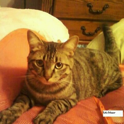 Profile Picture of Katie Urbauer (@KatieUrbauer) on Twitter