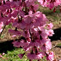 Cindy Celi - Quora Profile Picture of Cindy Celi (@cindy-celi-3) on Quora