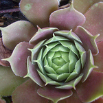 Profile Picture of James Widman (@Skinner Landscape Design) on Flickr