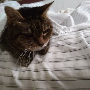 Profile Picture of Lucy+other Kitty's Page (@KyliePlunkett4) on Twitter