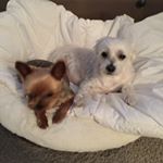 Profile Picture of cherylconkey (@cherylconkey) on Instagram