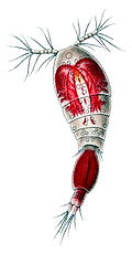 Profile Picture of Oncaea venustaon Wikipedia