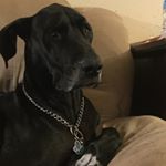 Profile Picture of Danny seals (@roze1265) on Instagram