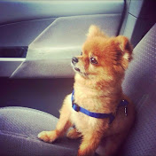 Profile Picture of Dino Picinich (@dinopicinich2471) on Youtube