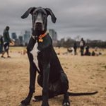 Profile Photo of Alfred E. Newman (@alfiethedane) on Instagram