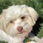 Profile Picture of Maggie Rose Cota (@lhasa__love__apso) on Instagram