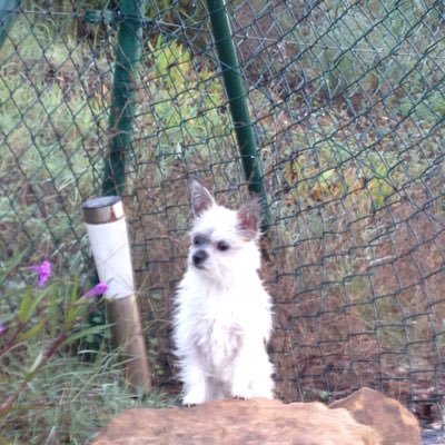 Profile Picture of Dawn Allman (@Dawn_Allman) on Twitter