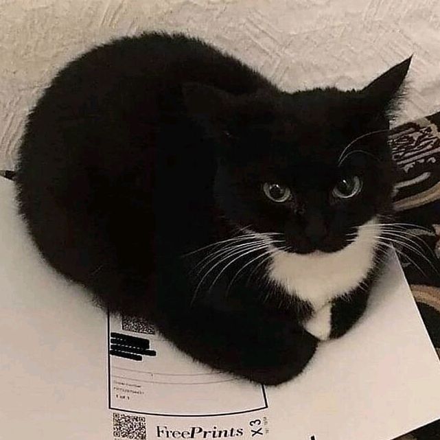 Profile Picture of ju (@juliafaistinguer) on Tiktok