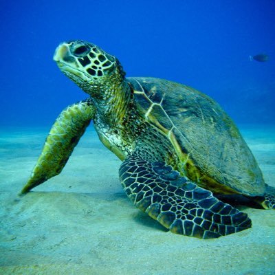 Profile Picture of Speed (@jacob_griswold) on Twitter