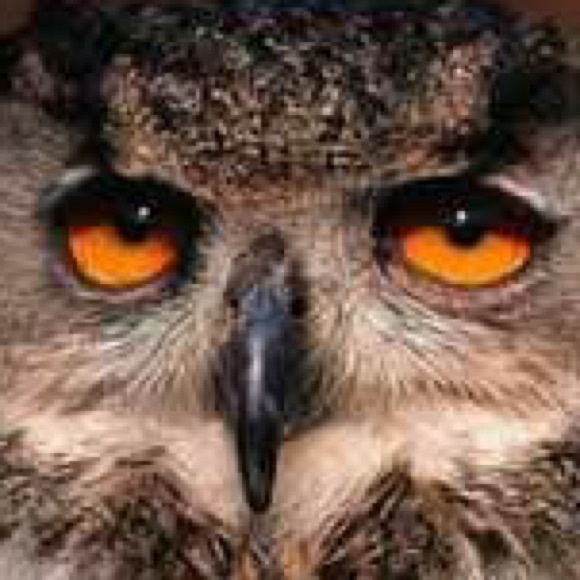 Profile Picture of Przemyslaw Tworkowski (@hdavnyc) on Poshmark