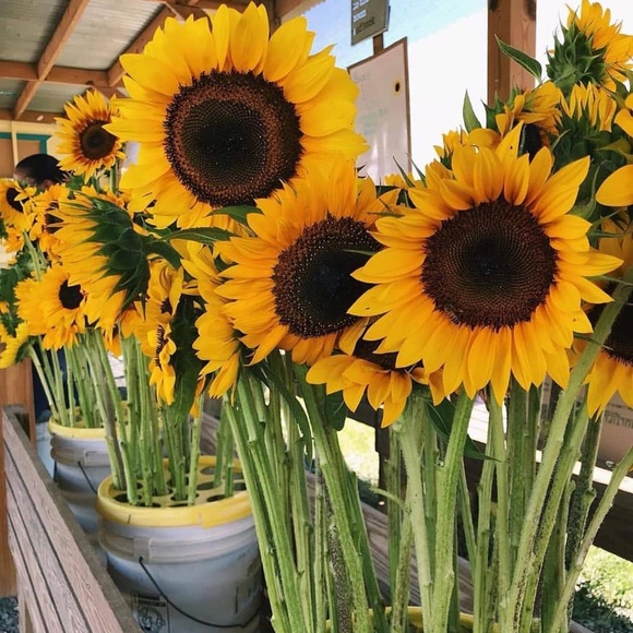 Profile Picture of Lucia Tovar (@lucit34) on Poshmark