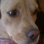 Profile Picture of Haley Stokes (@cutemoustach) on Instagram