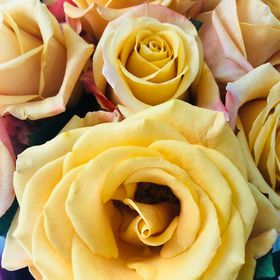 Profile Picture of Cecily Ramirez (@c1a0r12) on Pinterest