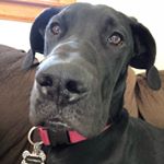 Profile Picture of Angela Wells (@tinkerbell__thegreatdane) on Instagram