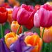 Profile Picture of Lisa Grindey (@GrindeyMom) on Pinterest