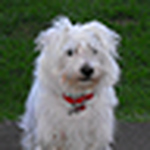 Profile Picture of George Sutton (@sut100) on Flickr